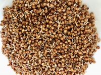 Organic Sprouted Sorghum Organic Sprouted Sorghum