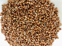 Organic Sprouted Sorghum